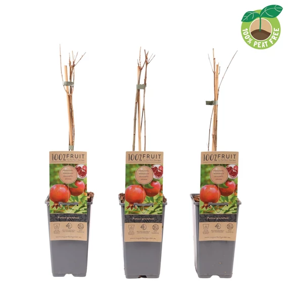 Punica granatum - gránátalma -  CS11