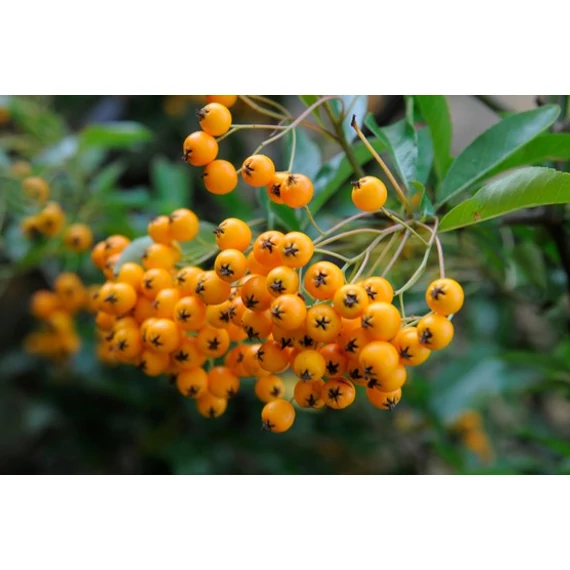 Pyracantha coccinea 'Soleil d'Or' - tűztövis - CS15