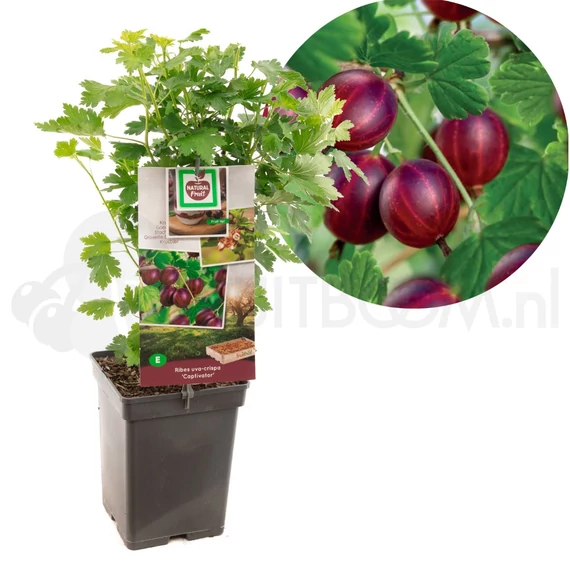 Ribes uva crispa 'Captivator' - tüskétlen egres, öntermő - CS15