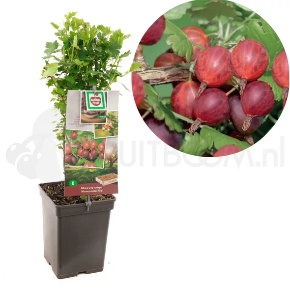Ribes uva-crispa 'Hinnonmäki Red' - piros egres - CS11