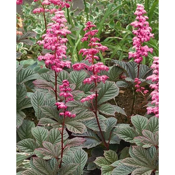 Rodgersia pinnata 'Superba New' - tópartifű - CS14