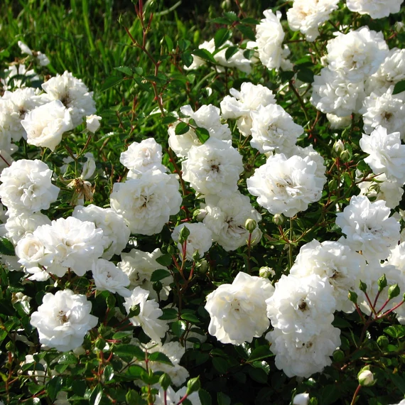 Rosa 'Sea Foam' - talajtakaró rózsa - CS9
