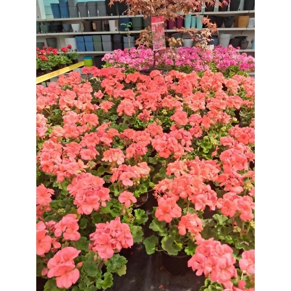 Pelargonium zonale 'Grandeur Classic Salmon' – bokor vagy álló muskátli - CS12