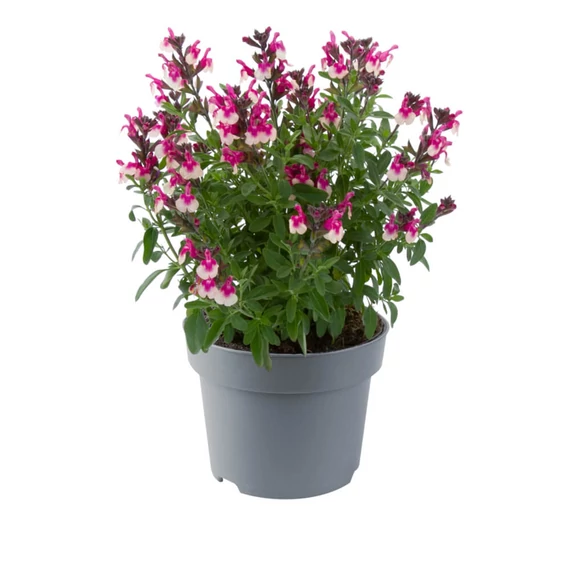 Salvia greggii 'Mirage Rose' - őszi zsálya - CS12
