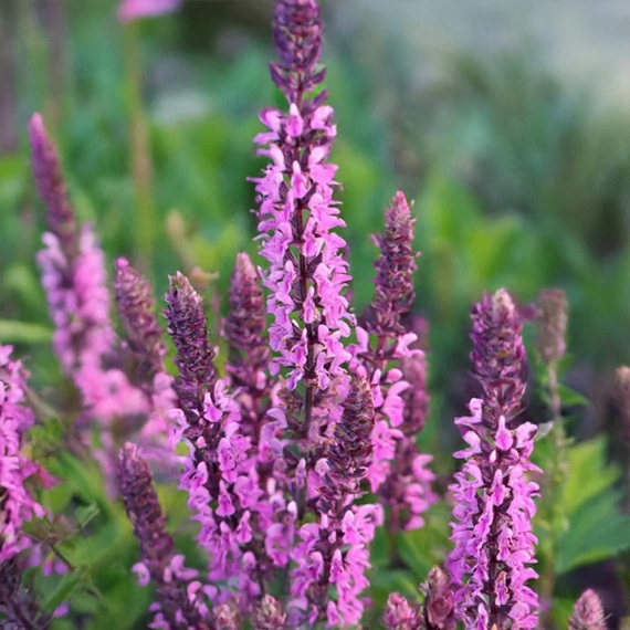 Salvia nemorosa 'Rianne Pink' - ligeti zsálya - CS12