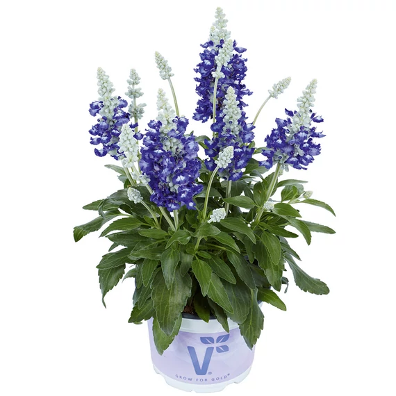Salvia farinacea 'Bicolor Blue' - lisztes zsálya - CS14