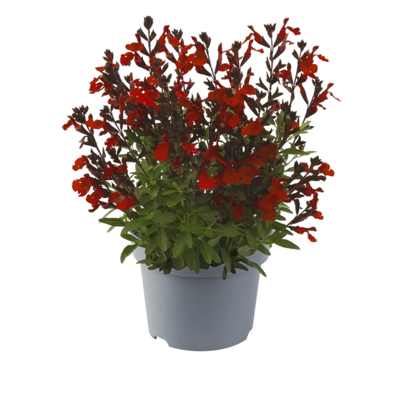 Salvia greggii 'Mirage Burgundy' - őszi zsálya - CS12