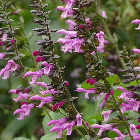 Salvia hybrida 'Pink Amistad' - zsálya - CS14