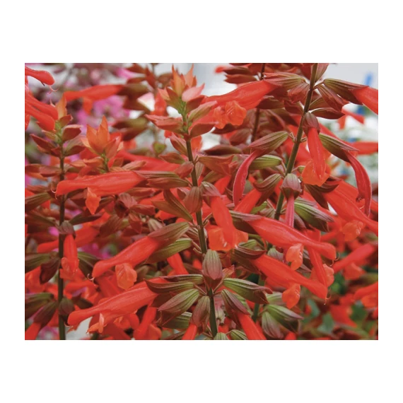 Salvia hybrida 'Selma Salmon' - zsálya - CS14