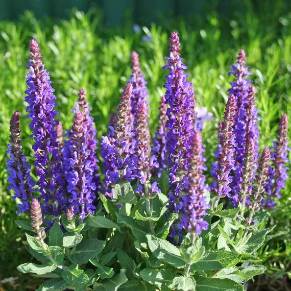 Salvia nemorosa 'Deep Blue' - ligeti zsálya - CS11