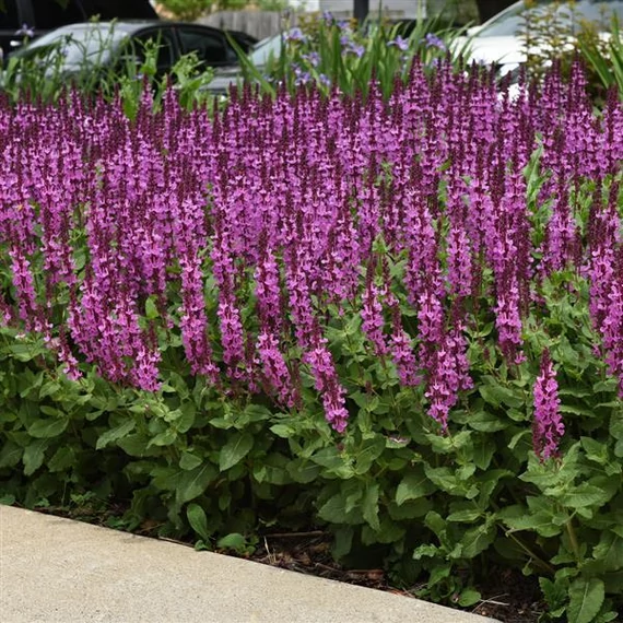 Salvia nemorosa 'Marvel Rose' - ligeti zsálya - CS12