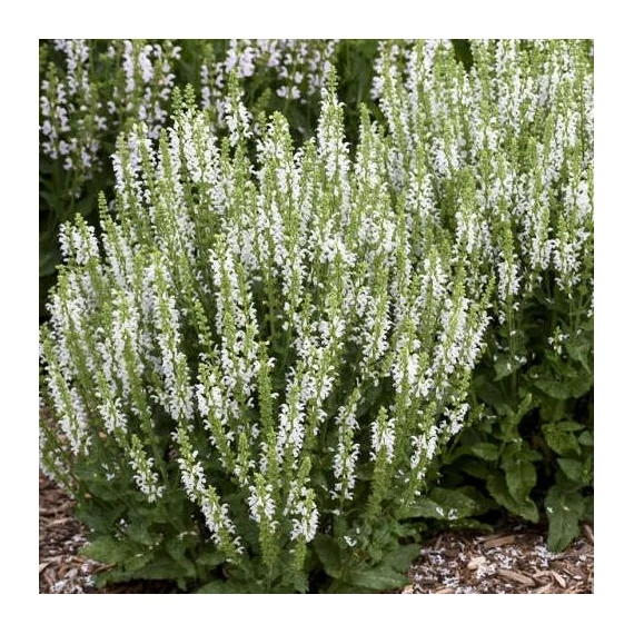 Salvia nemorosa 'Synchro White' - ligeti zsálya - CS11