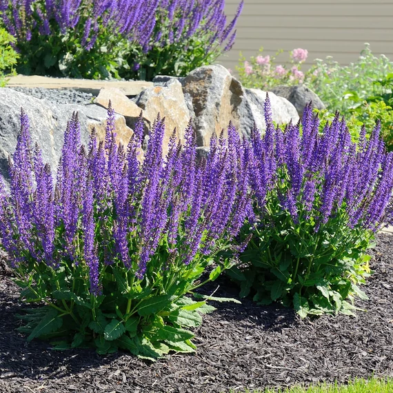 Salvia nemorosa 'Blaukönigin' - ligeti zsálya - CS11
