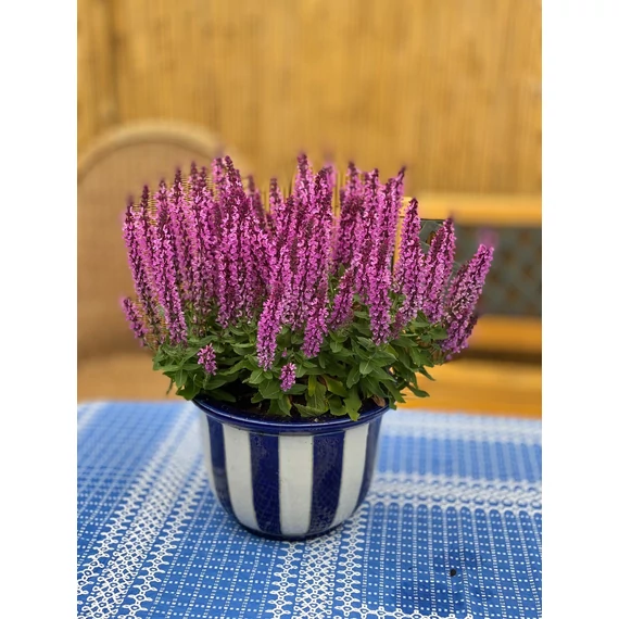 Salvia nemorosa 'Rianne Pink' - ligeti zsálya - CS12