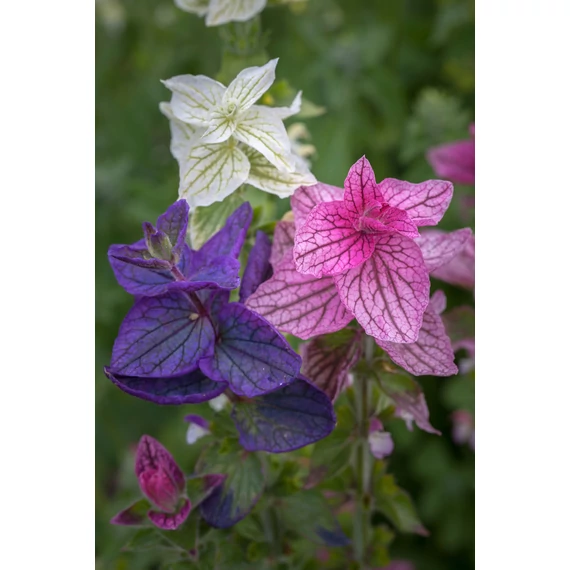 Salvia viridis 'Sagitta Formula mix' - egynyári tarkalevelű zsálya - CS14