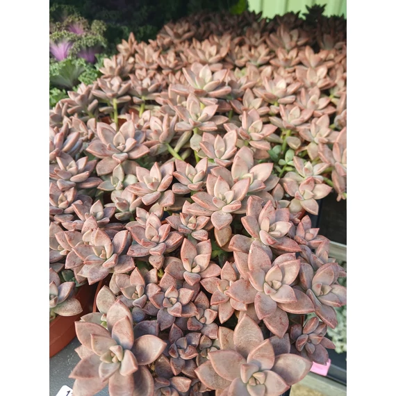 Sedum 'Bordeaux Heart' – varjúháj - CS12