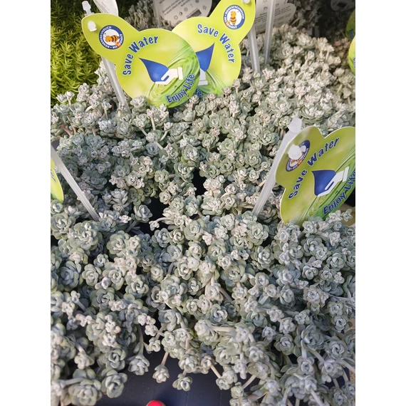Sedum spathulifolium 'Cape Blanco' - spatulalevelű varjúháj - CS10,5