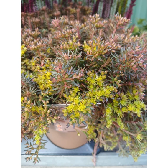 Sedum 'Chocolate Ball' – kövi varjúháj - CS12