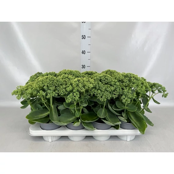 Sedum 'Herbsfreude' – pompás varjúháj - CS12