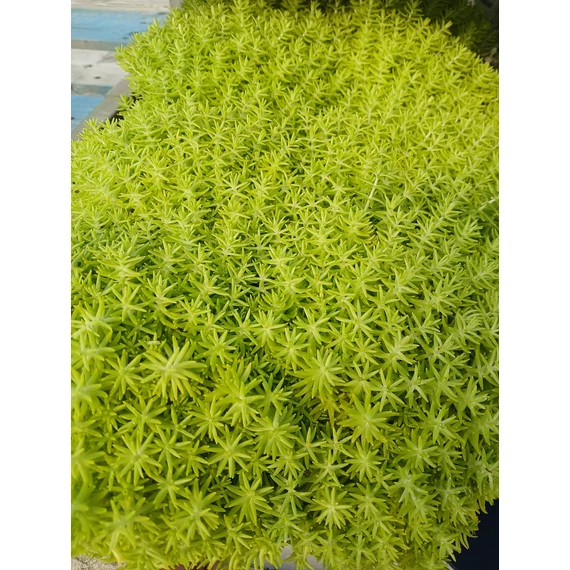 Sedum 'Lemon Ball' – kövi varjúháj - CS12