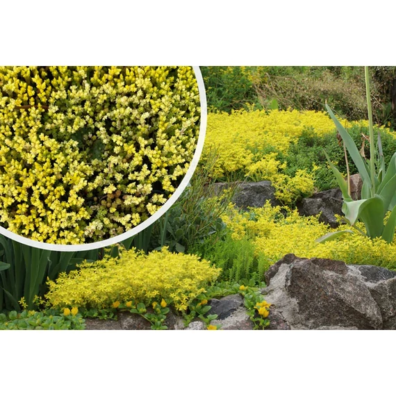 Sedum acre 'Yellow Queen' – sárga varjúháj - CS12