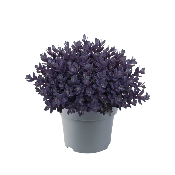 Sedum cauticola 'Sunsparkler Plum Dazzled'– varjúháj - CS12