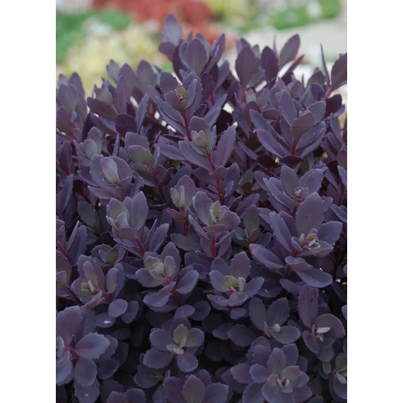 Sedum cauticola 'Sunsparkler Plum Dazzled'– varjúháj - CS12