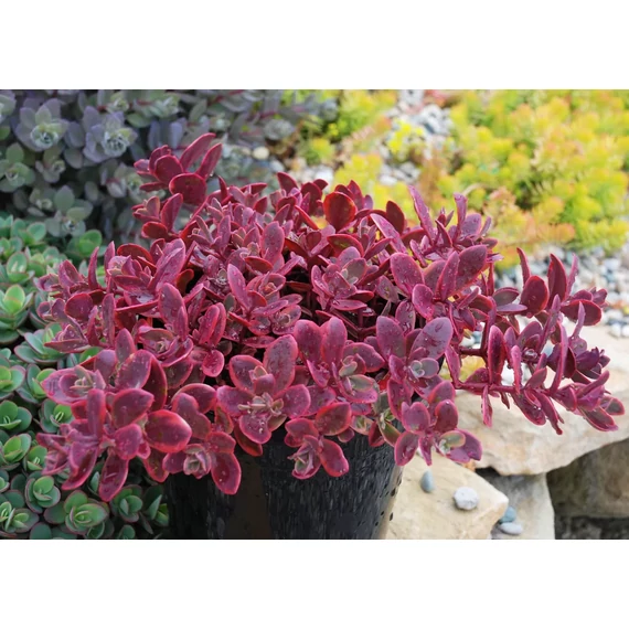 Sedum cauticola 'Sunsparkler Wildfire'– varjúháj - CS12