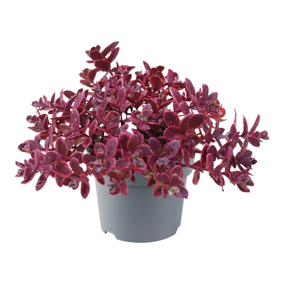 Sedum cauticola 'Sunsparkler Wildfire'– varjúháj - CS12