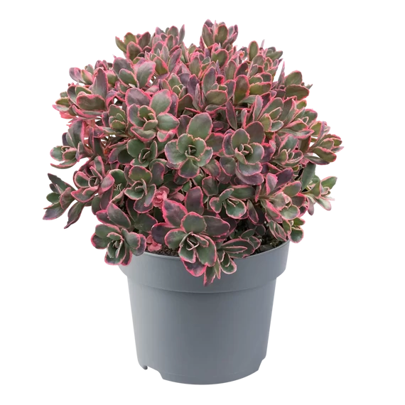 Sedum cauticola 'Sunsparkler Dream Dazzler' – varjúháj - CS12