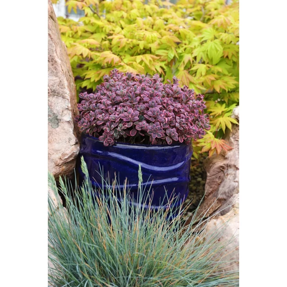 Sedum cauticola 'Sunsparkler Dream Dazzler' – varjúháj - CS12
