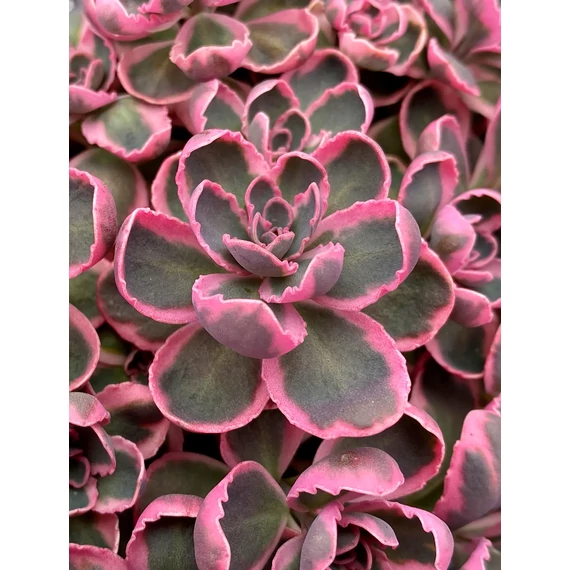 Sedum cauticola 'Sunsparkler Dream Dazzler' – varjúháj - CS12