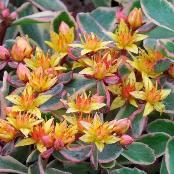 Sedum kamtschaticum 'Variegatum' – kamcsatkai varjúháj - CS12