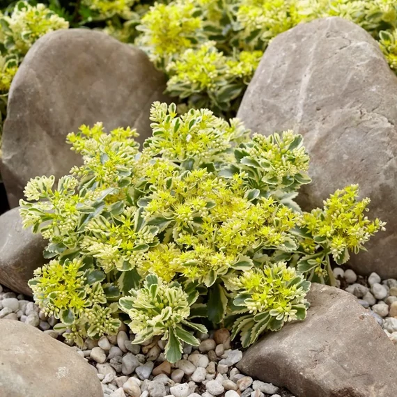 Sedum takesimense 'Atlantis' - koreai varjúháj - CS12