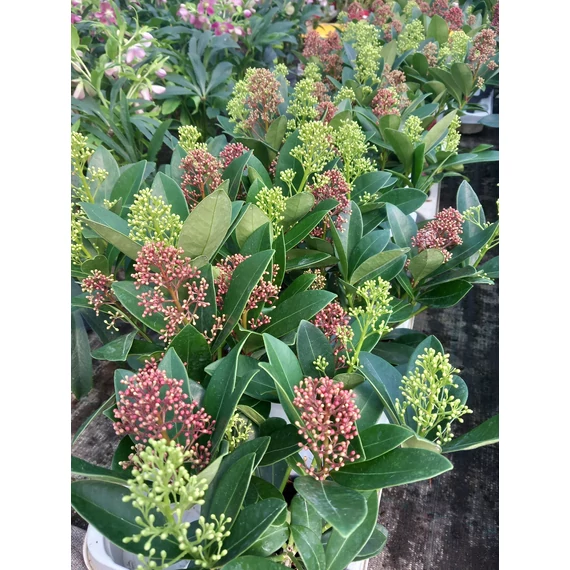Skimmia japonica 'Double Diamand' - japán dérbabér - CS10,5