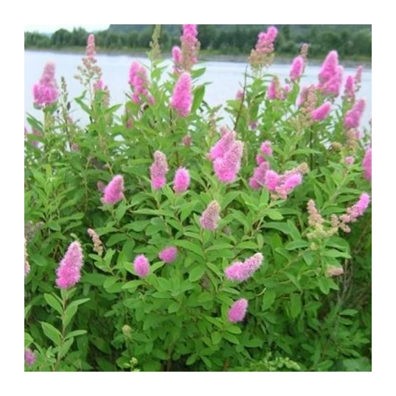 Spiraea billardii - gyöngyvessző - CS9