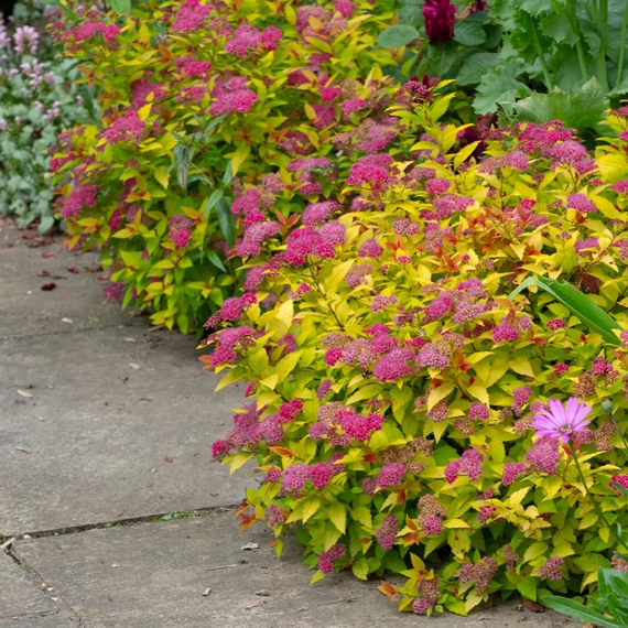 Spiraea japonica 'Magic Carpet' - japán gyöngyvessző - CS9