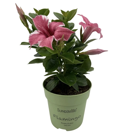 Mandevilla Sundaville 'Flamingo Pink'- tölcsérjázmin - CS12
