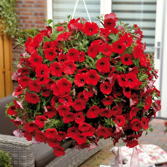 Petunia surfinia 'Deep Red' - petúnia - CS12