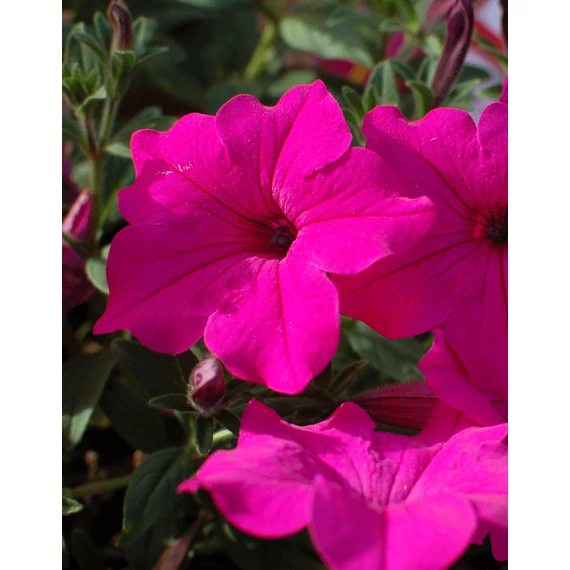 Petunia surfinia 'Sumo Rose' - petúnia - CS12