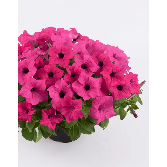 Petunia surfinia 'Sumo Rose' - petúnia - CS12