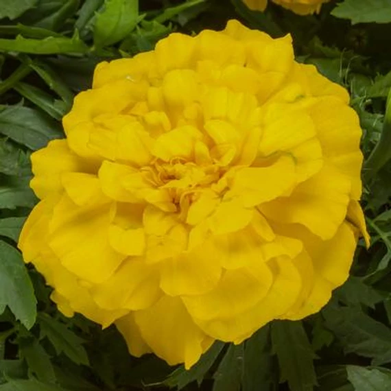 Tagetes triploid 'Endurance Yellow' - kisvirágú bársonyvirág, büdöske - CS9