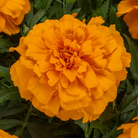 Tagetes triploid 'Endurance Orange' - kisvirágú bársonyvirág, büdöske - CS9