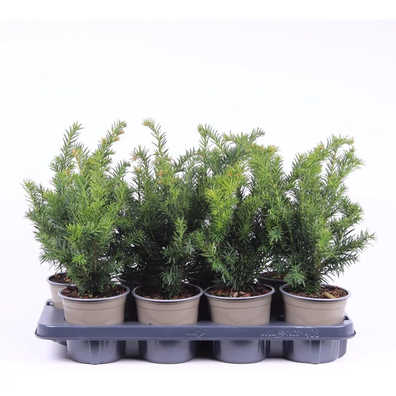 Taxus baccata 'Repandens' - terülő tiszafa - CS13