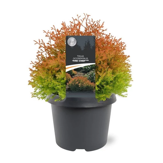 Thuja occidentalis 'Chief Fire' - gömbtuja - CS19