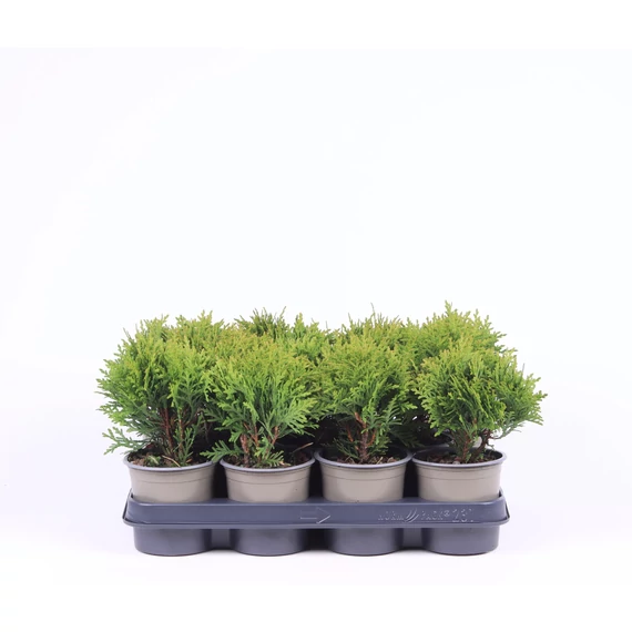 Thuja occidentalis 'Danica' - gömbtuja - CS11
