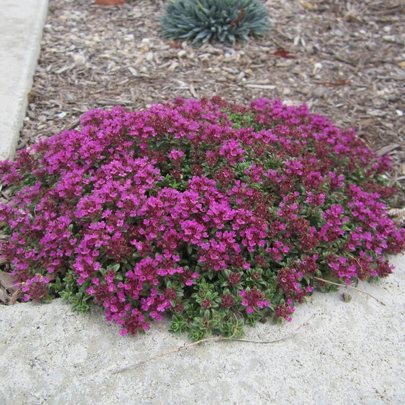 Thymus praecox 'Collection Coccineus' - kakukkfű - CS12