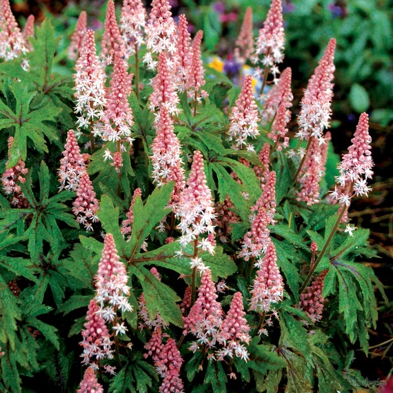 Heucherella tiarelloides 'Pink Sky Rocket' - turbáncső - CS12
