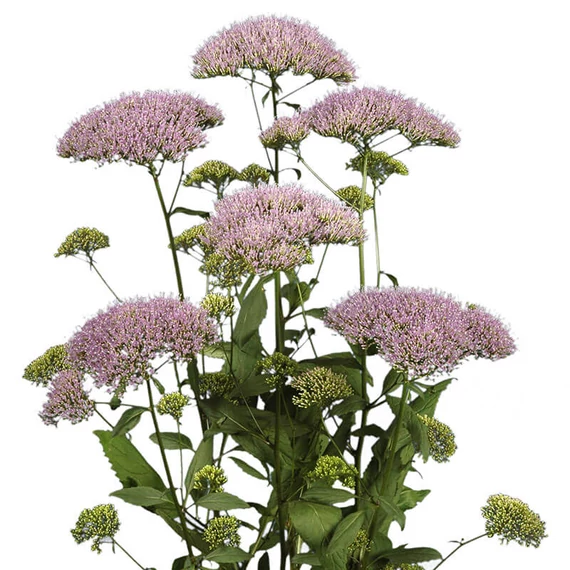 Trachelium caeruleum 'Supreme Blue' - cérnakürt - CS14