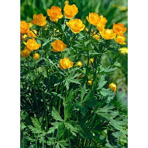 Trollius chinensis 'Golden Queen' - kínai zergeboglár - CS12